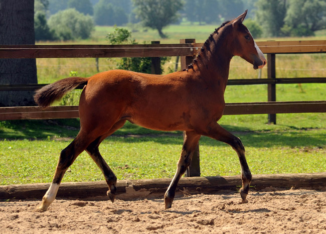 Hengstfohlen von Freudenfest u.d. Karalina v. Exclusiv - Foto: Beate Langels - Zchter : Trakehner Gestt Hmelschenburg