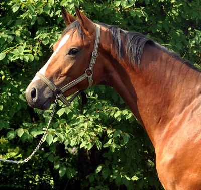 Schplitz - 30. Juni 2012 - Foto: Beate Langels - Trakehner Gestt Hmelschenburg
