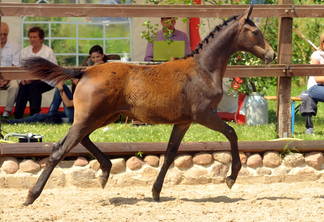 Stutfohlen von Exclusiv u.d. Teatime v. Summertime - Foto: Beate Langels - Zchter : Trakehner Gestt Hmelschenburg