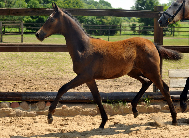 Stutfohlen von Exclusiv u.d. Teatime v. Summertime - Foto: Beate Langels - Zchter : Trakehner Gestt Hmelschenburg