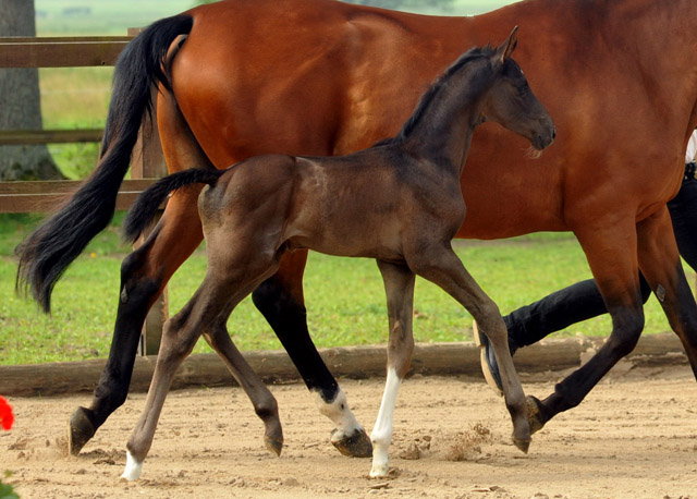 Hengstfohlen u.d. Klara v. Exclusiv - Foto: Beate Langels - Trakehner Gestt Hmelschenburg