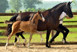 Sieger der Henste: Hf. v. Saint Cyr u.d. Grace Note v. Alter Fritz - Kostolany