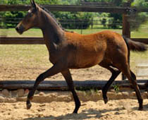 Siegerin der Stuten: Stf. v. Exclusiv u.d. Teatime v. Summertime