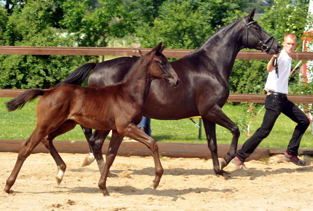 Trakehner Stutfohlen von All Inclusive - Ovaro - 30. Juni 2012 - Foto: Beate Langels - Trakehner Gestüt Hämelschenburg