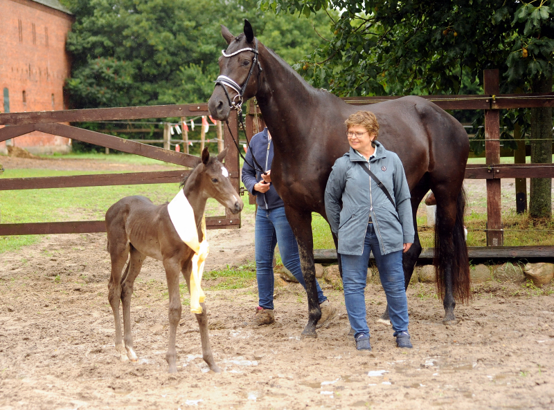 Trakehner Hengstfohlen v. Saint Cyr u.d. Pr.St. New Millennia SK - Foto: Beate Langels - Trakehner Gestt Hmelschenburg
