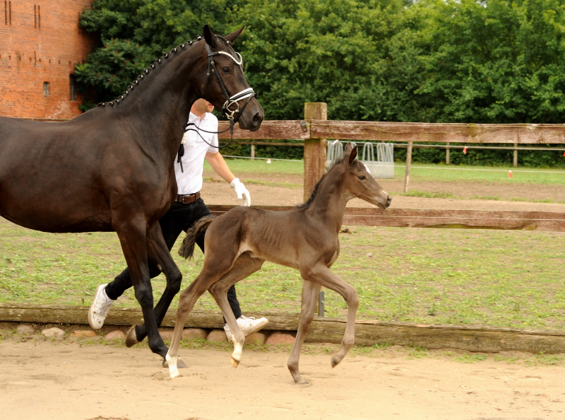 Trakehner Hengstfohlen v. Saint Cyr u.d. Pr.St. New Millennia SK - Foto: Beate Langels - Trakehner Gestt Hmelschenburg