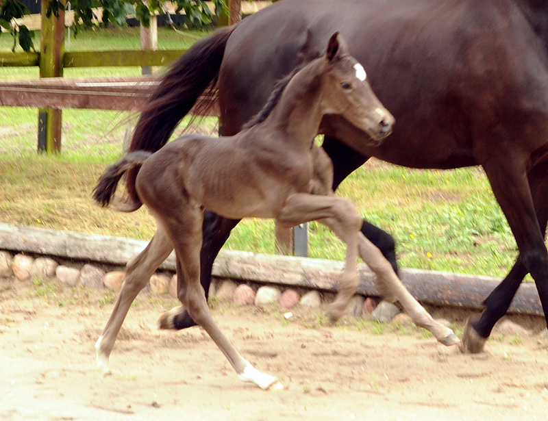 Trakehner Hengstfohlen v. Saint Cyr u.d. Pr.St. New Millennia SK - Foto: Beate Langels - Trakehner Gestt Hmelschenburg