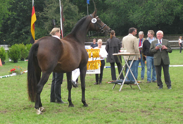 1d Preistrgerin der 7- u. 9jhrigen Stuten: PrSt. Schwalbenfeder II von Summertime u.d. Elitestute Schwalbenspiel v. Exclusiv- Foto: Lisa Siekmann