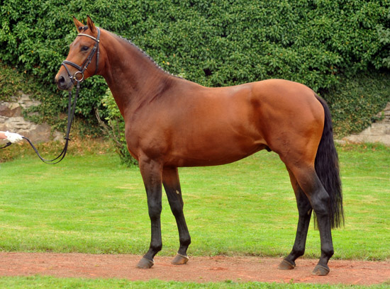 2year old Trakehner Colt by Exclusiv out of Schwalbenfee by Freudenfest - Foto: Beate Langels - Trakehner Gestt Hmelschenburg