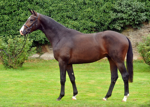 Zweijhriger Hengst von Symont u.d. Pr.u.StPrSt. Guendalina v. Red Patrick xx - Trakehner Gestt Hmelschenburg