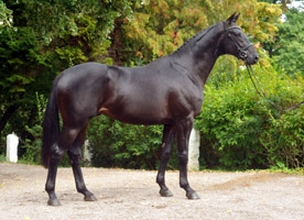 Trakehner Hengst Geraldinio v. Summertime u.d. Greta Garbo v. Alter Fritz, Foto Beate Langels