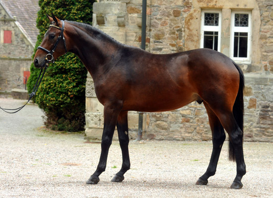 Zweijhriger Hengst von Grand Passion x Summertime im August 2011 - Foto: Beate Langels - Trakehner Gestt Hmelschenburg