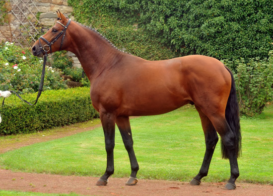 2year old Trakehner Colt by Exclusiv out of Schwalbenfee by Freudenfest - Foto: Beate Langels - Trakehner Gestt Hmelschenburg