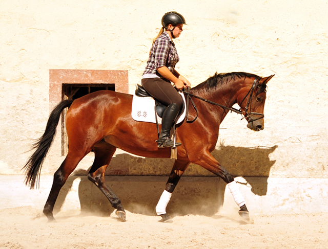 Klassic Touch - Trakehner Stute von Oliver Twist u.d. Pr. u. StPrSt. Klassic v. Freudenfest u.d. Elitestute Kassuben v. Enrico Caruso - Gestt Hmelschenburg - Beate Langels