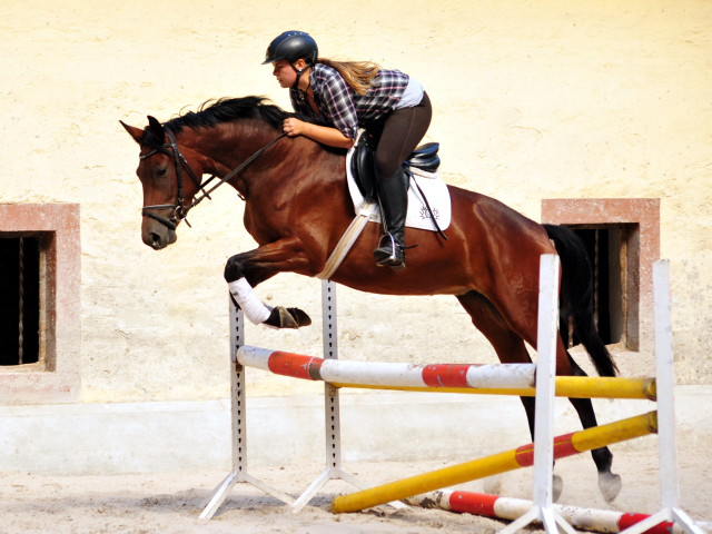 Klassic Touch - Trakehner Stute von Oliver Twist u.d. Pr. u. StPrSt. Klassic v. Freudenfest u.d. Elitestute Kassuben v. Enrico Caruso - Gestt Hmelschenburg - Beate Langels