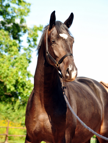 Trakehner Hengst von Kostolany u.d. Elitestute Schwalbenfeder v. Summertime - Foto: Beate Langels