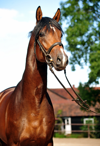 Sandringham - Trakehner Hengst von Exclusiv u.d. Schwalbenfee v. Freudenfest