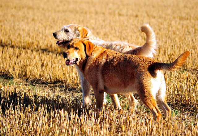 Gestt Hmelschenburg im August 2016 - copyright by Beate Langels