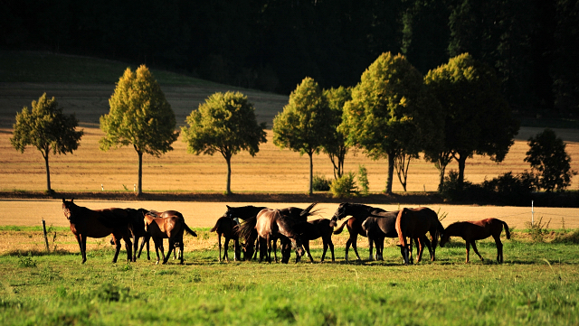 Gestt Hmelschenburg im August 2016 - copyright by Beate Langels