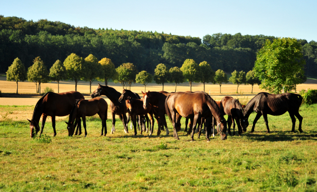 Gestt Hmelschenburg im August 2016 - copyright by Beate Langels