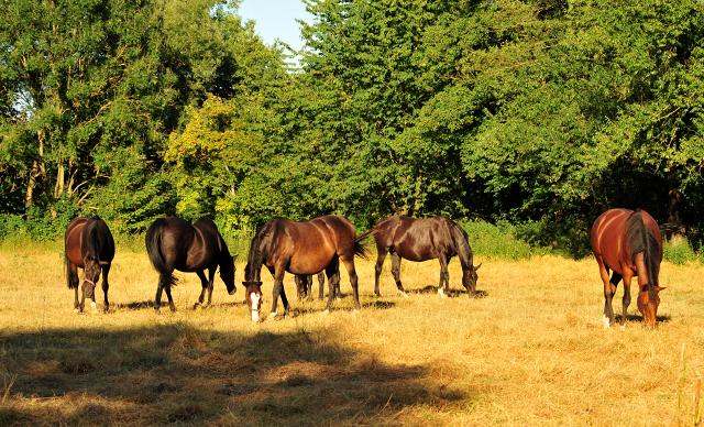 Gestt Hmelschenburg im August 2016 - copyright by Beate Langels