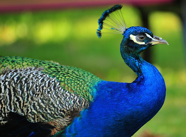 Gestt Hmelschenburg im August 2016 - copyright by Beate Langels