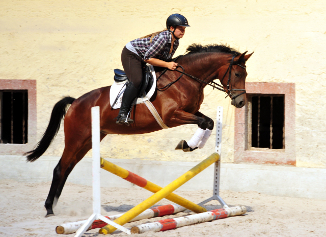 Klassic Touch - Trakehner Stute von Oliver Twist u.d. Pr. u. StPrSt. Klassic v. Freudenfest u.d. Elitestute Kassuben v. Enrico Caruso - Gestt Hmelschenburg - Beate Langels