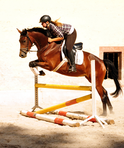 Klassic Touch - Trakehner Stute von Oliver Twist u.d. Pr. u. StPrSt. Klassic v. Freudenfest u.d. Elitestute Kassuben v. Enrico Caruso - Gestt Hmelschenburg - Beate Langels