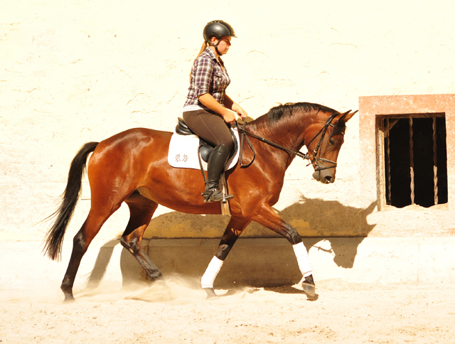 Klassic Touch - Trakehner Stute von Oliver Twist u.d. Pr. u. StPrSt. Klassic v. Freudenfest u.d. Elitestute Kassuben v. Enrico Caruso - Gestt Hmelschenburg - Beate Langels