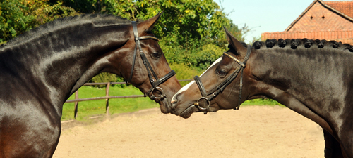 Impressionen September 2015 Gestt Hmelschenburg - Foto Beate Langels- Trakehner Gestt Hmelschenburg