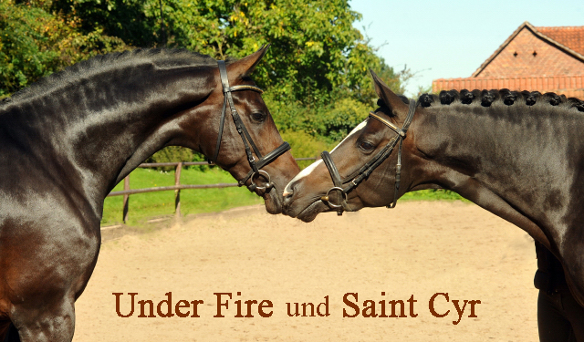 Under Fire und sein Vater Saint Cyr am 30. September 2015 - Foto Beate Langels - Gestt Hmelschenburg