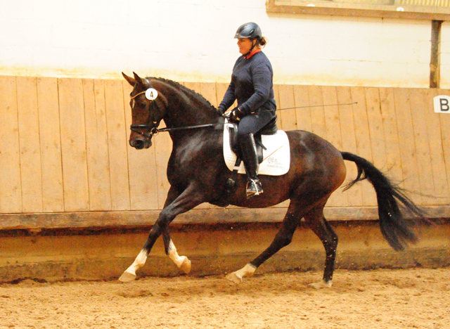 Prmienstute Val d'Isere v. High Motion x Exclusiv x Showmaster - Foto: Beate Langels - 
Trakehner Gestt Hmelschenburg