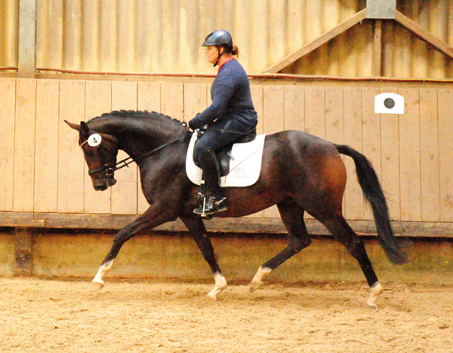 Prmienstute Val d'Isere v. High Motion x Exclusiv x Showmaster - Foto: Beate Langels - 
Trakehner Gestt Hmelschenburg