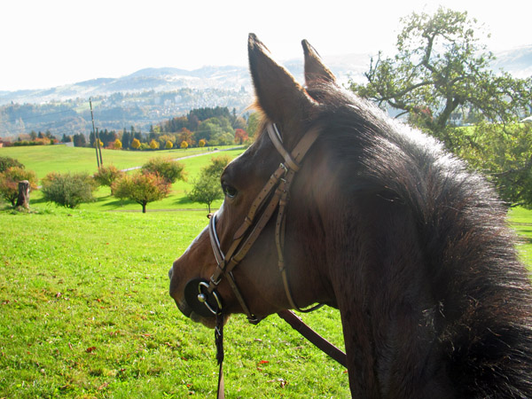 Talavera von Summertime - Exclusiv, Foto: privat - Gestt Hmelschenburg