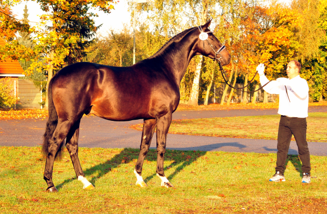 2jhriger Hengst Under and Over von Saint Cyr u.d. Pr.St. Under the moon v. Easy Game - Foto: Beate Langels - Trakehner Gestt Hmelschenburg