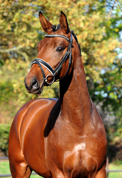 Saltazio - Trakehner Hengst von High Motion x Imperio - Trakehner Gestt Hmelschenburg - Foto: Beate Langels - 
Trakehner Gestt Hmelschenburg