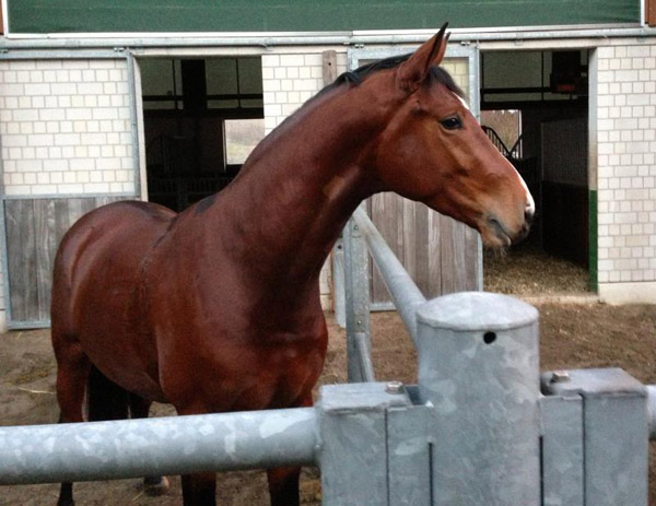 Tour von Freudenfest u.d. Pr.u.StPrSt. Tavolara v. Exclusiv  - Foto: Beate Langels - Trakehner Gestt Hmelschenburg