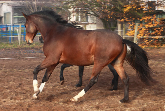 Galileo von Exclusiv - Maestro - Kostolany - Karon, Foto: Dietmar Habert