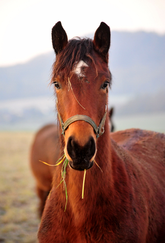 Klassic Moment - Trakehner Gestt Hmelschenburg -  Foto Beate Langels