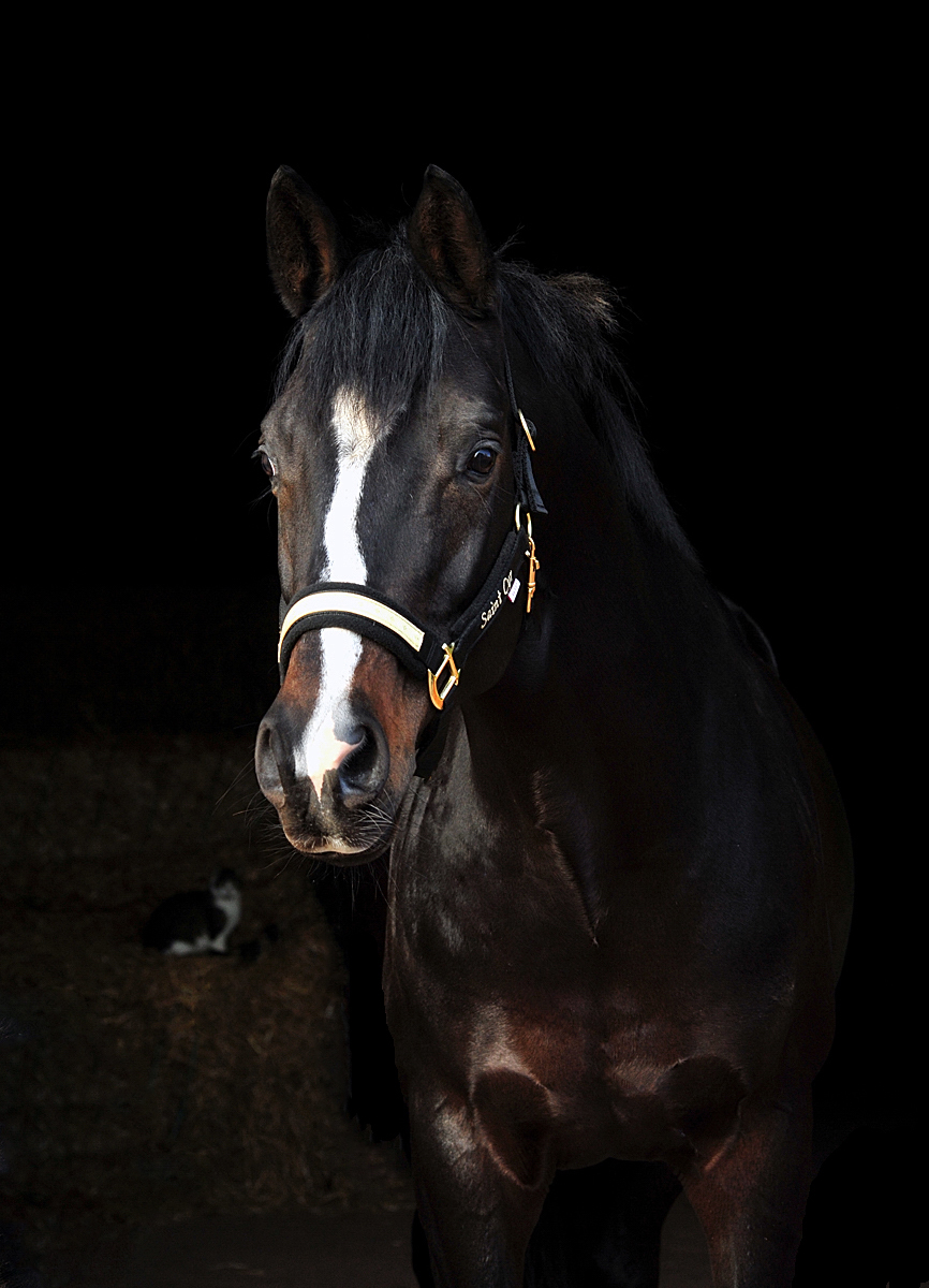 Prmienhengst SAINT CYR v. Kostolany - Trakehner Gestt Hmelschenburg -  Foto Beate Langels