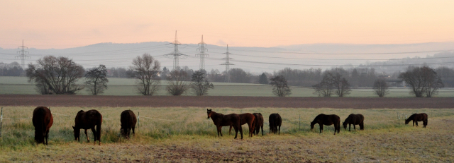  - Trakehner Gestt Hmelschenburg -  Foto Beate Langels