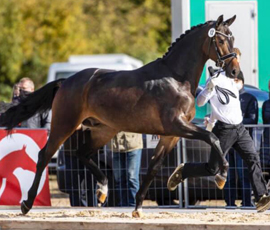 Trakehner Siegerhengst Rheinglanz ist 2021 via Frischsamen auch ber das Gestt Hmelschenburg - Beate Langels - zu beziehen