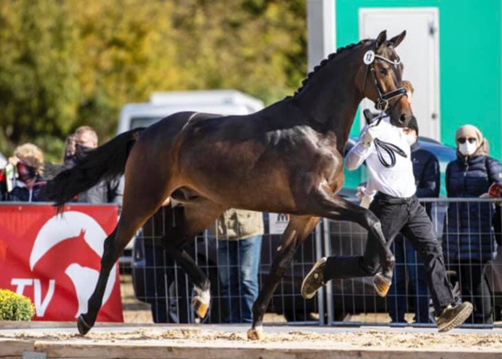 Trakehner Hengst  - Gestt Hmelschenburg