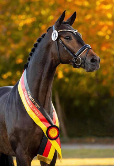 Trakehner Hengst Rheinglanz,  Frischsamen ber Gestt Hmelschenburg  - Beate Langels