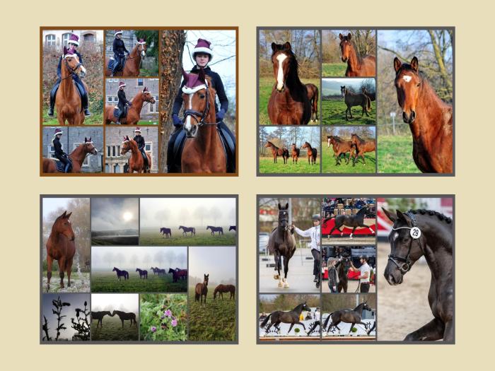 Impressionen - Dezember 2024 - Trakehner Gestt Hmelschenburg  - Foto: Beate Langels