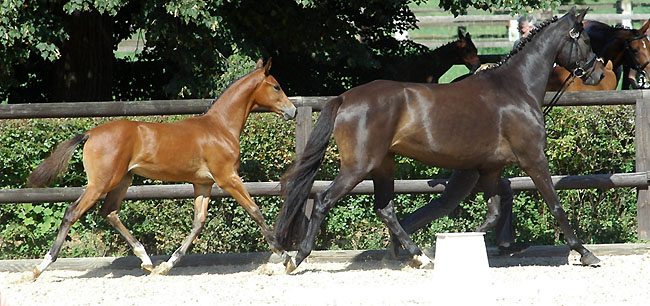 Hengstfohlen von Freudenfest - Vivus; Foto: Beate Langels, Trakehner Gestüt Hämelschenburg
