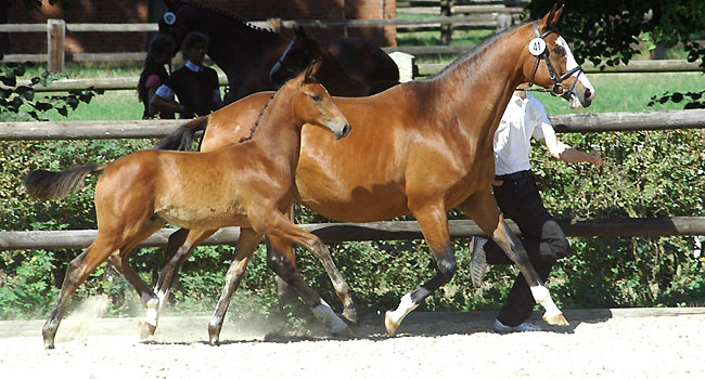 Colt by Shavalou out of Pr.St. Grazia Patrizia by Alter Fritz