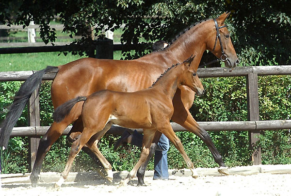 Stutfohlen von Showmaster u.d. Tabea v. Summertime