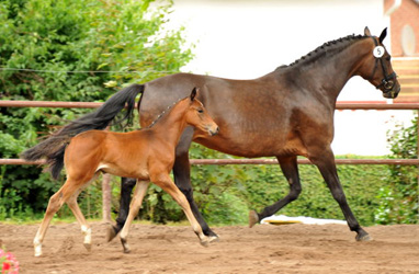 Stutfohlen von Easton u.d. PrSt. Anjana v. Freudenfest, Foto: Beate Langels, Hmelschenburg