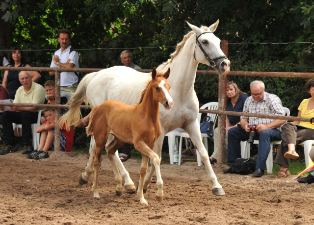 Trakehner Stutfohlen von Freudenfest u.d. Nadja II (Shagya Araber) v. Shaglavy , Zchter: 
Gnther Rode - Foto: Beate Langels